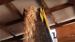 バイオマス発電用チップ生産にも注力