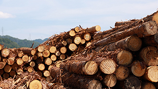 製材されるのを待つ原木たち